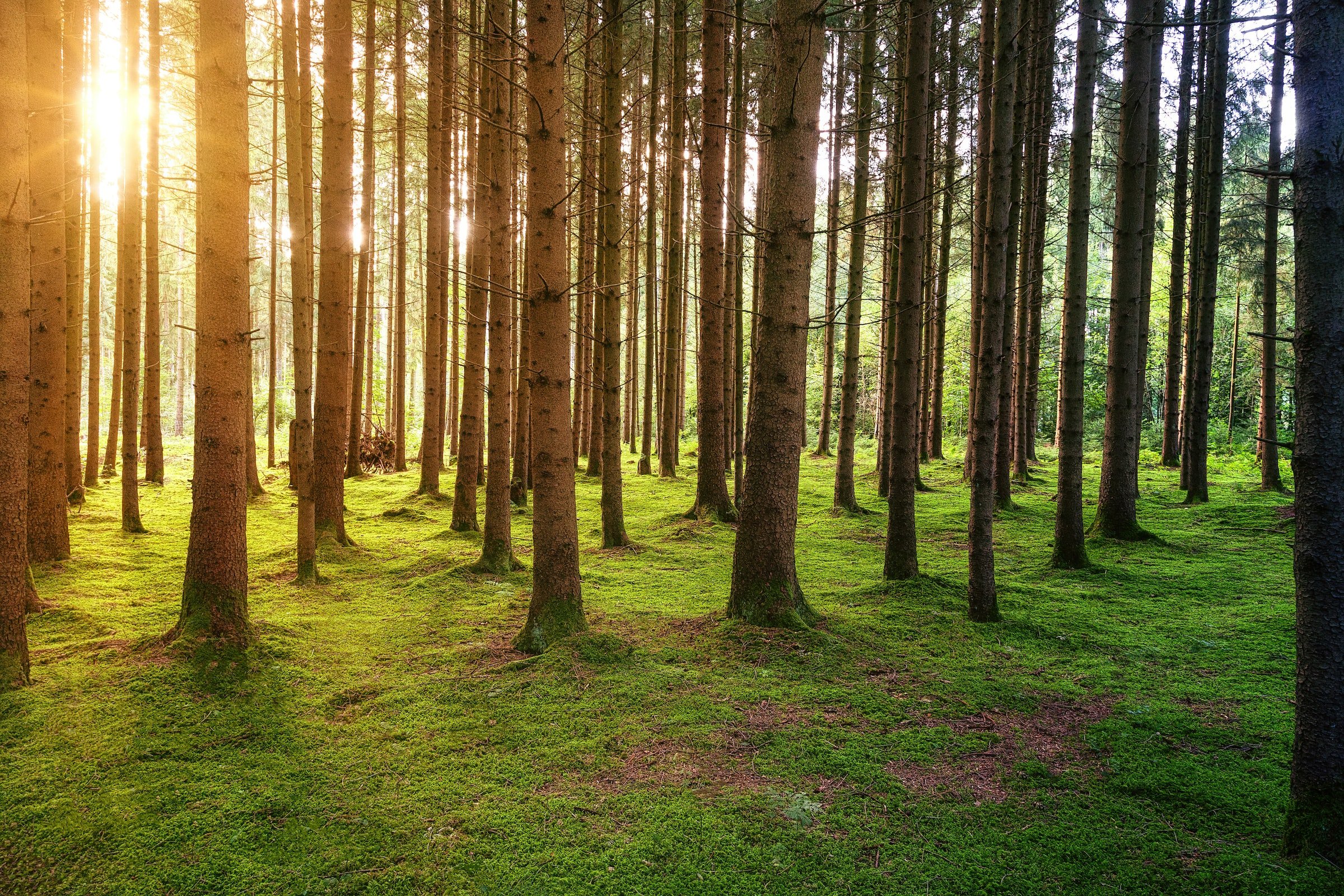 Forest-demo ad 6